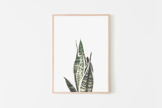 Snake Plant Print, Sansevieria Print, Minimalist Neutral Printable Wall Art - prints-actually