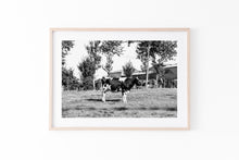 Load image into Gallery viewer, Cow print, printable wall art, black white farmhouse decor, standing cow, digital prints, boho poster, farm animals photography, horizontal