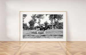 Cow print, printable wall art, black white farmhouse decor, standing cow, digital prints, boho poster, farm animals photography, horizontal