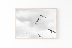 Flying Birds Print, Black and White Photography, Birds in the Sky wall prints - prints-actually