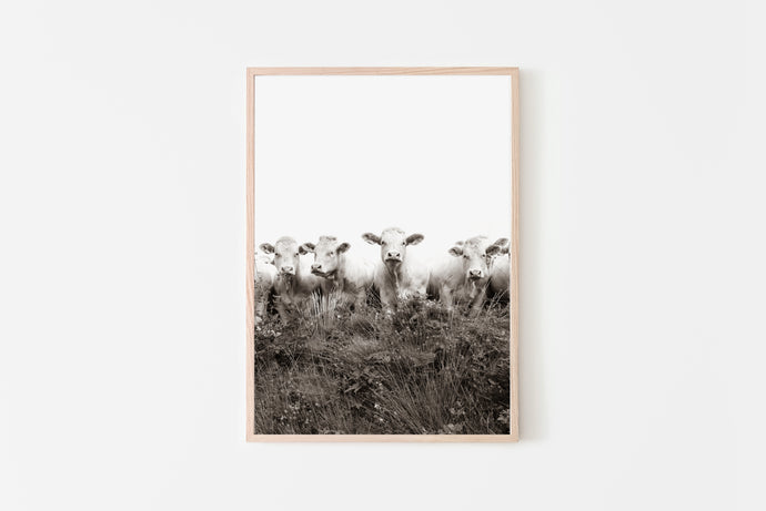 Black and White Cow in the Meadow Print, Printable Wall Art, Animal Photography - prints-actually