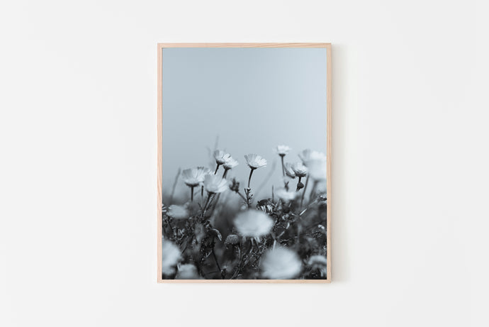 Black and white daisies print, botanical print, printable wall art
