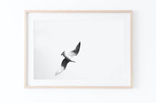 Load image into Gallery viewer, Black and White Bird Print, Animal Photography, Printable Wall Art, Bird in the Sky, home office Digital Wall Prints poster, living room art