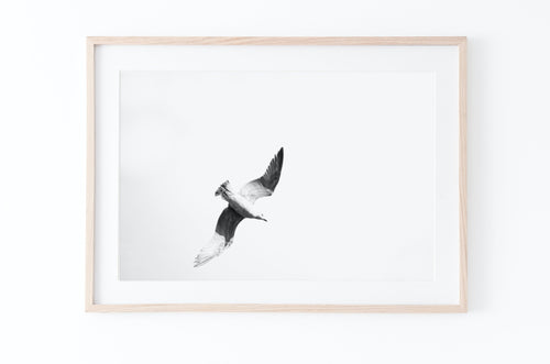תמונה לקיר של ציפור בשמיים בשחור לבן, פרינט להדפסה