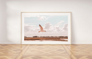 תמונה לקיר של שחף עף בשמיים בשקיעה, פרינט להדפסה