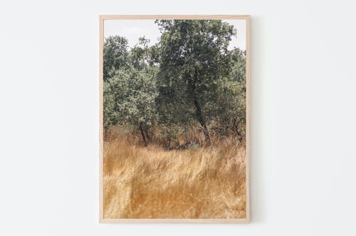 תמונה לקיר של שדות ירוקים בישראל, פרינט להורדה