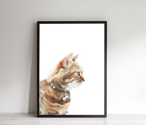 Ginger Cat portrait Print, Printable Wall Art, Animal Photography - prints-actually