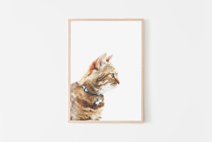 Ginger Cat portrait Print, Printable Wall Art, Animal Photography - prints-actually
