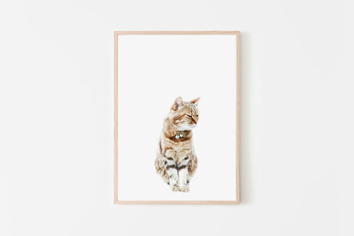 Cat Print, Printable Wall Art, Animal Photography - prints-actually
