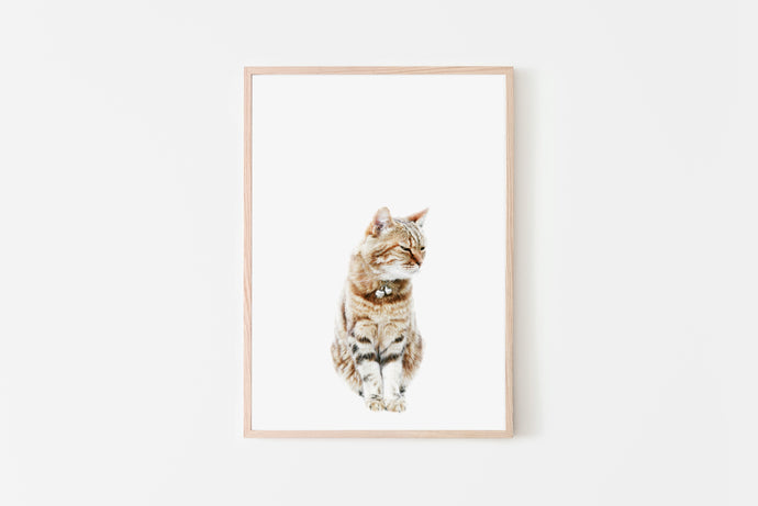 Cat Print, Printable Wall Art, Animal Photography - prints-actually