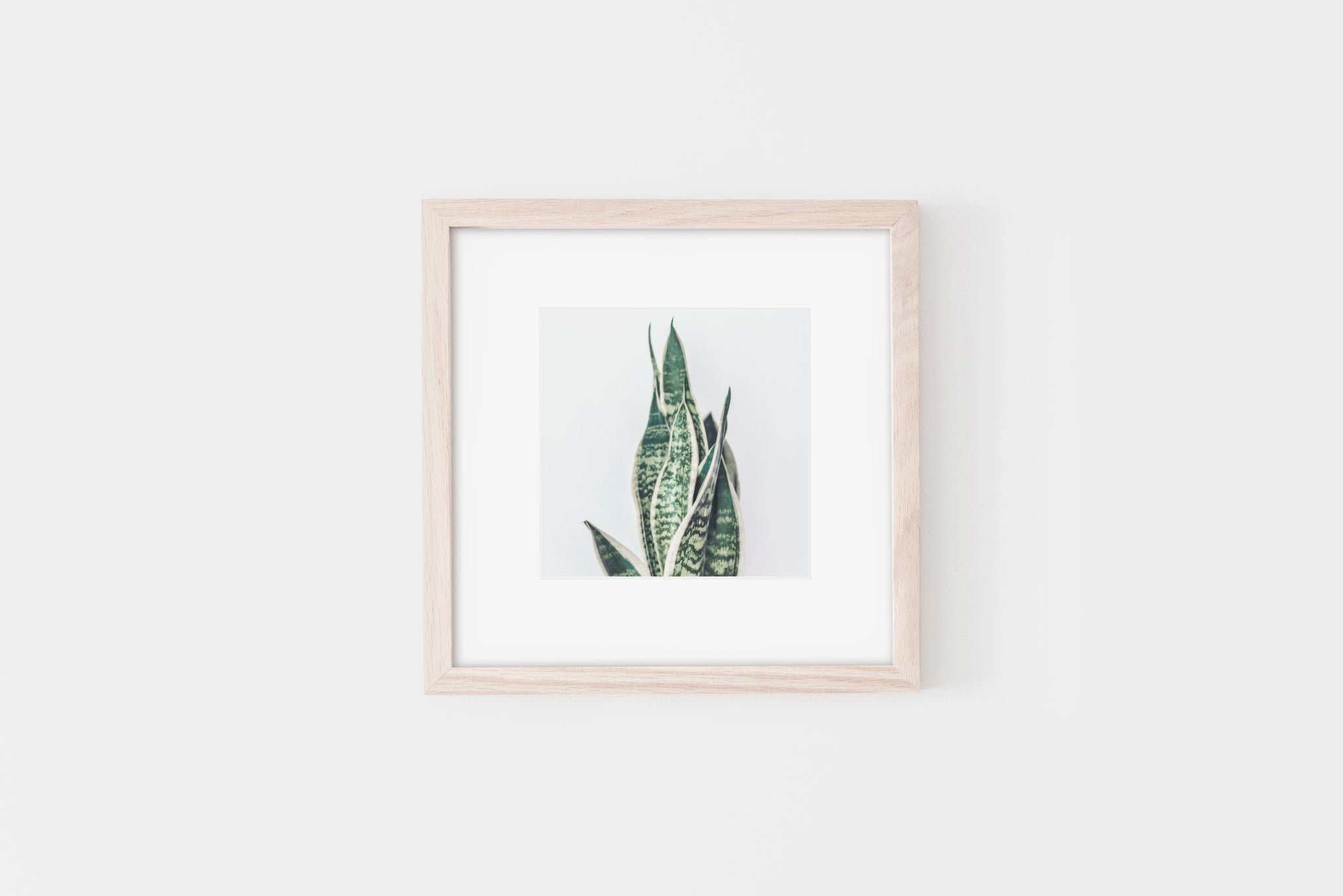 snake plant print Snake Plant Square Print, botanical Printable Wall Art, green decor – Prints Actually