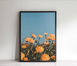 Flowers Print, orange daisies, botanical decor, printable wall art - prints-actually