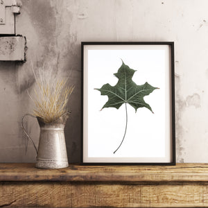 Leaf Print, green Leaf, Platanus Wall Art, Botanical decor, printable wall art - prints-actually