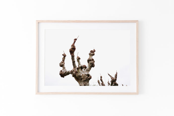 Bald chopped tree print, printable wall art, landscape digital poster - prints-actually