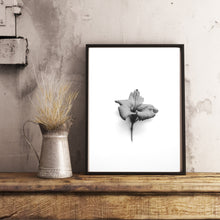Load image into Gallery viewer, Hibiscus flower Print, black and white flower, plant wall art, tropical print - prints-actually