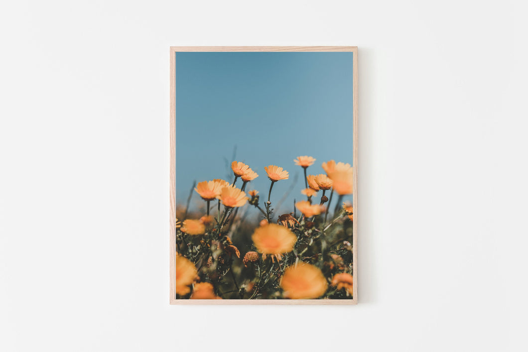 Flowers Print, orange daisies, botanical decor, printable wall art - prints-actually