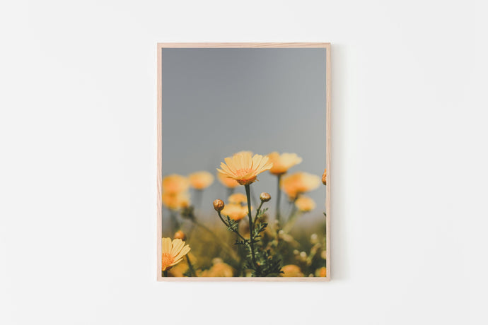 Flowers Print, orange daisies, tropical print, printable wall art, nature Poster - prints-actually