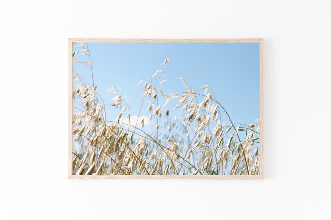 Nature landscape print, printable, blue sky field of gold photography, horizontal - prints-actually