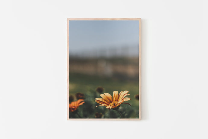 Daisies print, printable wall art, orange flowers, tropical print - prints-actually