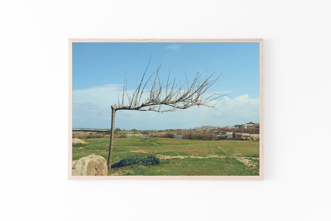 Naked tree print, blue sky, printable wall art, Tel Aviv Israel landscape - prints-actually