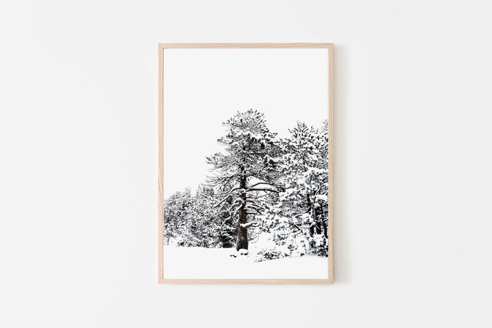 Snow on Trees Print, Andorra Poster, Printable Wall Art, Snowy Tree Winter - prints-actually