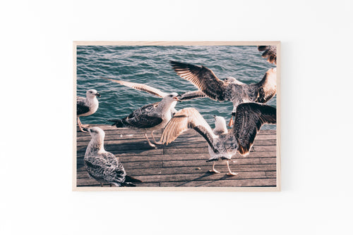 Seagulls print, printable wall art, Barcelona port, digital prints, birds poster - prints-actually