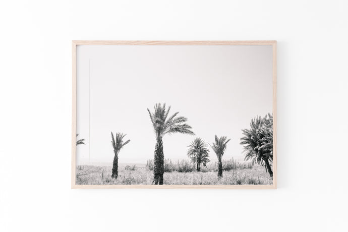 Black and White Palm Trees Print, Sea of Galilee Israel Landscape - prints-actually