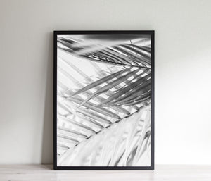 תמונה לקיר של ענפי עץ דקל בשחור לבן, פרינט להפדסה