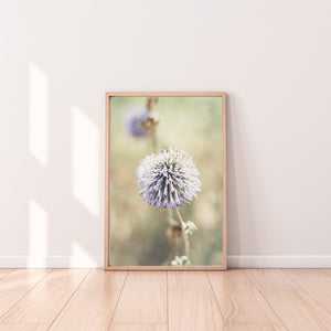תמונת קיר של פרח קיפודן סגול, פרינט להדפסה