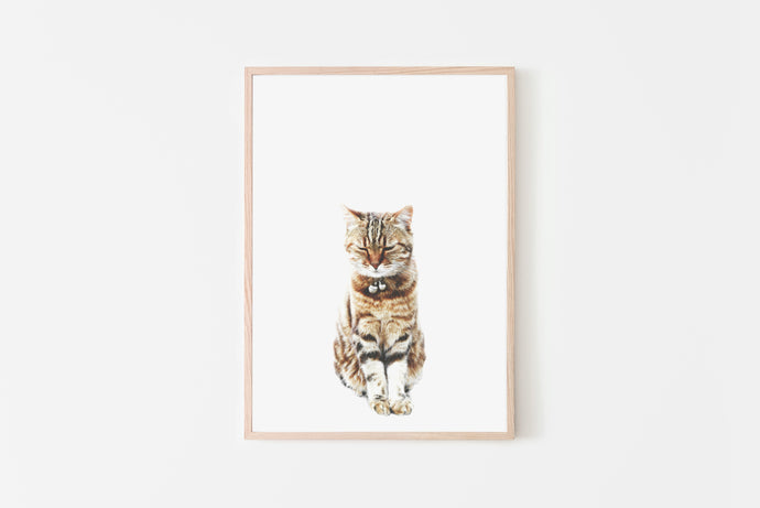 Cute Ginger Cat Print, Printable Wall Art, Animal Photography - prints-actually