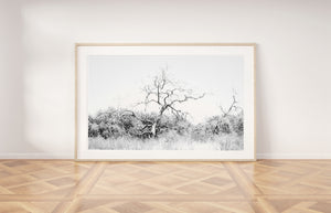 Black and white tree print, printable wall art, Israel landscape
