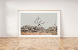 תמונת קיר של עץ בשדה, פרינט להדפסה מיידית