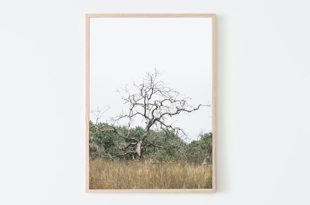 תמונת קיר של עץ בשדה, פרינט להדפסה